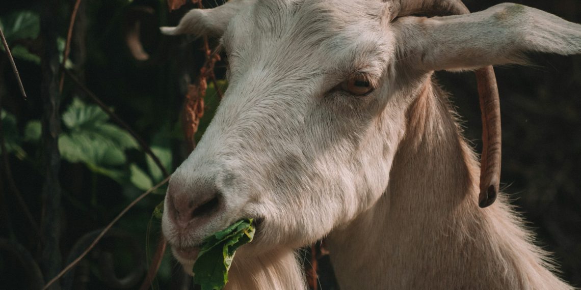 white and brown goat in tilt shift lens