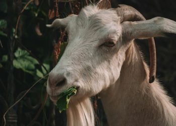 white and brown goat in tilt shift lens