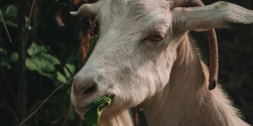 white and brown goat in tilt shift lens