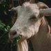 white and brown goat in tilt shift lens