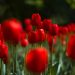 tulips, flowers, spring, red tulips, red flowers, flower background, beautiful flowers, bloom, plants, field, flower wallpaper, nature