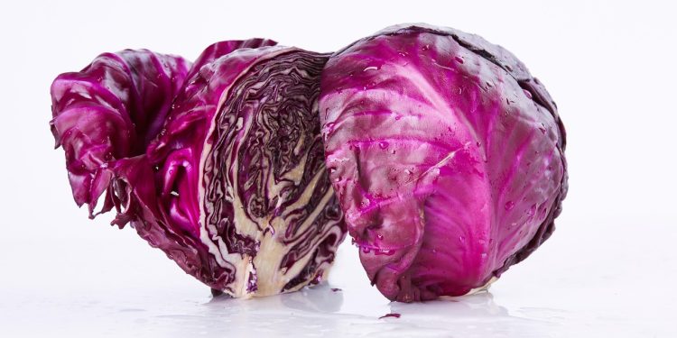 vegetable, food, cabbage, green vegetables, purple cabbage, cabbage, cabbage, cabbage, cabbage, cabbage, purple cabbage, purple cabbage