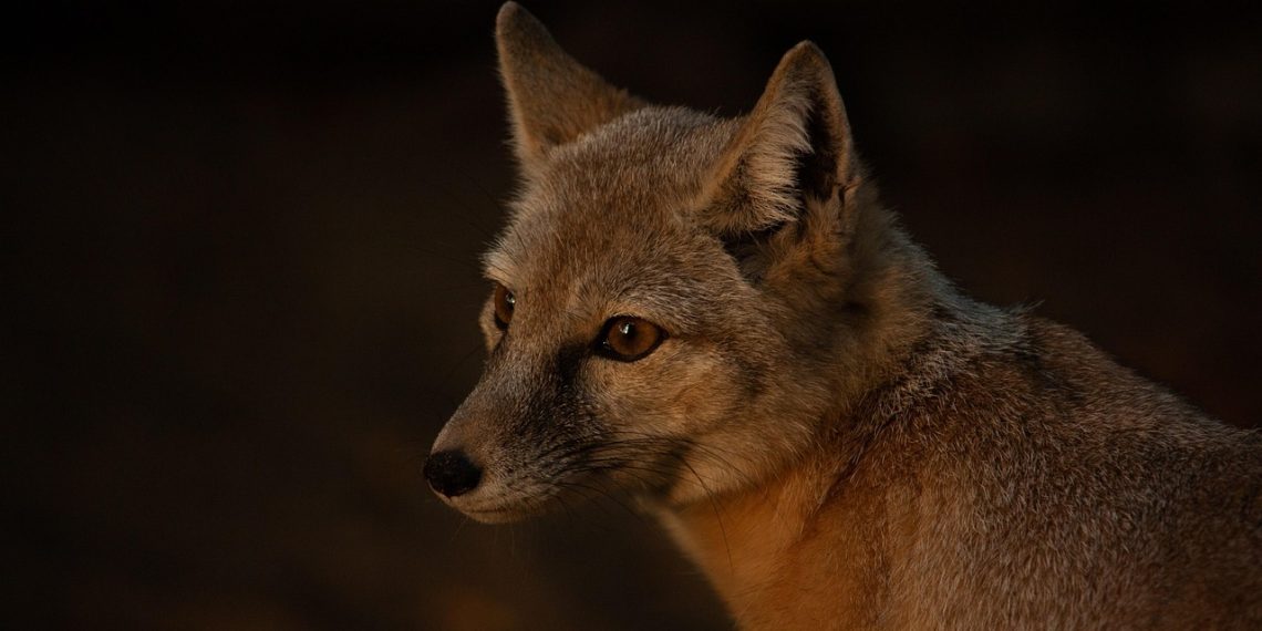 corsac fox, evening, wild animal, vulpes, night, fox, wildlife, fox, fox, fox, fox, fox