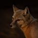 corsac fox, evening, wild animal, vulpes, night, fox, wildlife, fox, fox, fox, fox, fox