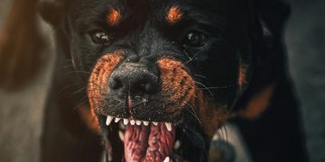 a dog with its mouth open