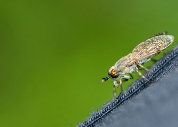 A close up of a fly on a person's leg
