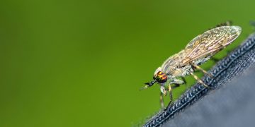 A close up of a fly on a person's leg