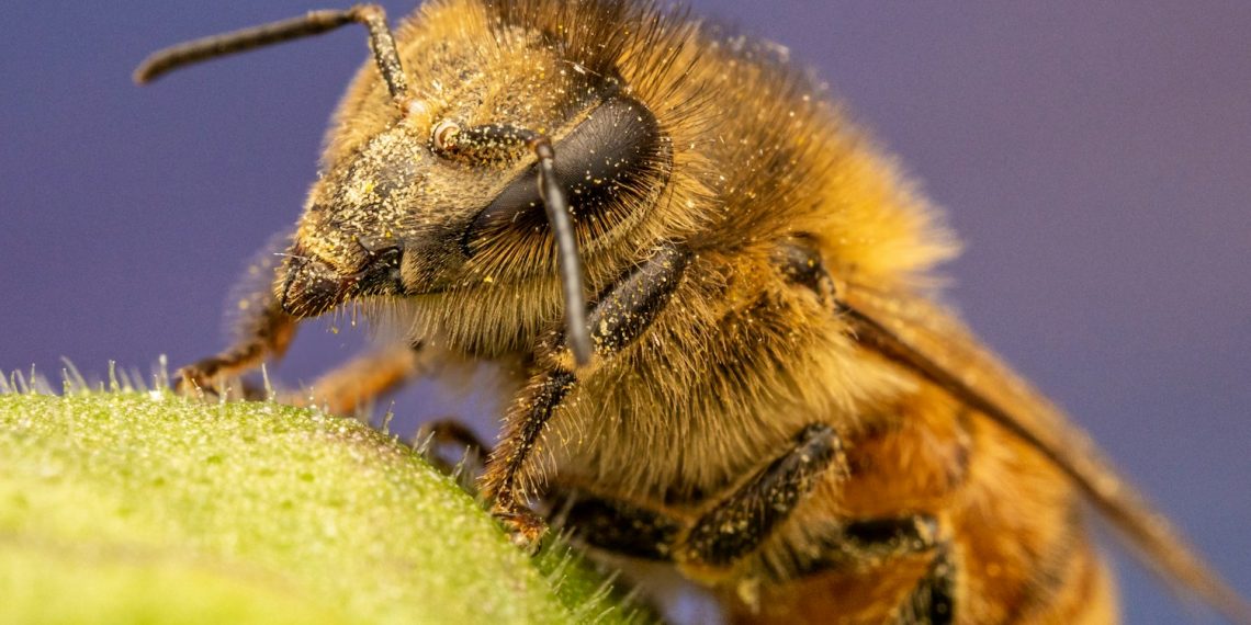 a close up of a bee