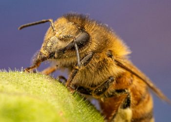 a close up of a bee