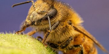 a close up of a bee