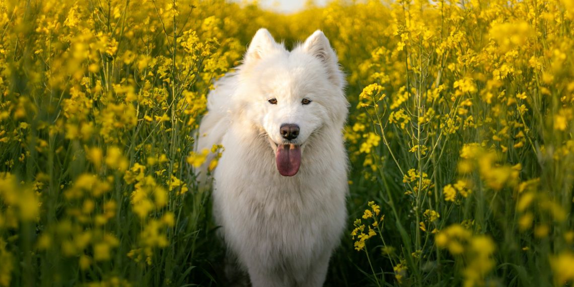 a white dog standing in a field of yellow flowers