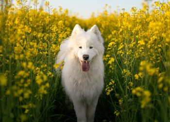 a white dog standing in a field of yellow flowers