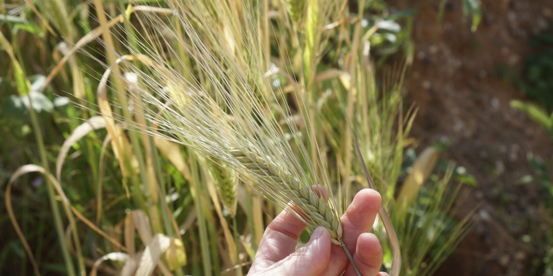 a person holding a plant in their hand