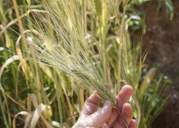 a person holding a plant in their hand