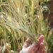 a person holding a plant in their hand