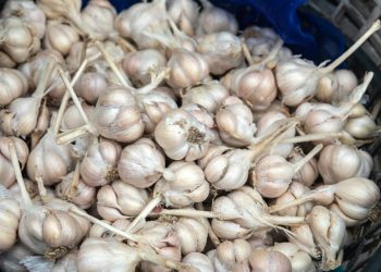 a pile of onions