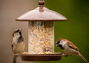 A couple of birds sitting on top of a bird feeder