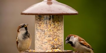 A couple of birds sitting on top of a bird feeder