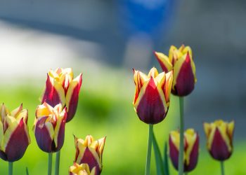 a group of red and yellow tulips in a garden