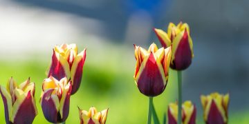 a group of red and yellow tulips in a garden