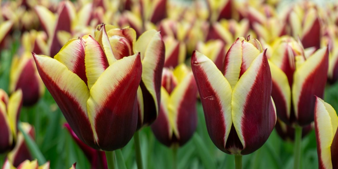 a field full of red and yellow flowers