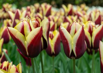 a field full of red and yellow flowers