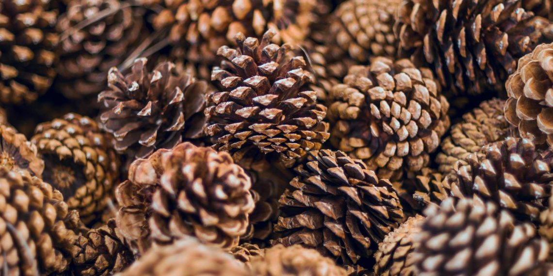 A detailed close-up photograph of various natural pine cones showcasing texture and pattern.