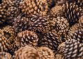 A detailed close-up photograph of various natural pine cones showcasing texture and pattern.