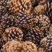 A detailed close-up photograph of various natural pine cones showcasing texture and pattern.