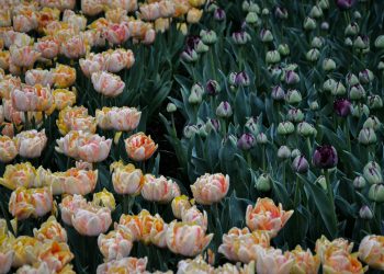 Vibrant tulip garden in Lisse, Zuid-Holland, showcasing colorful spring blooms.