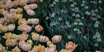 Vibrant tulip garden in Lisse, Zuid-Holland, showcasing colorful spring blooms.