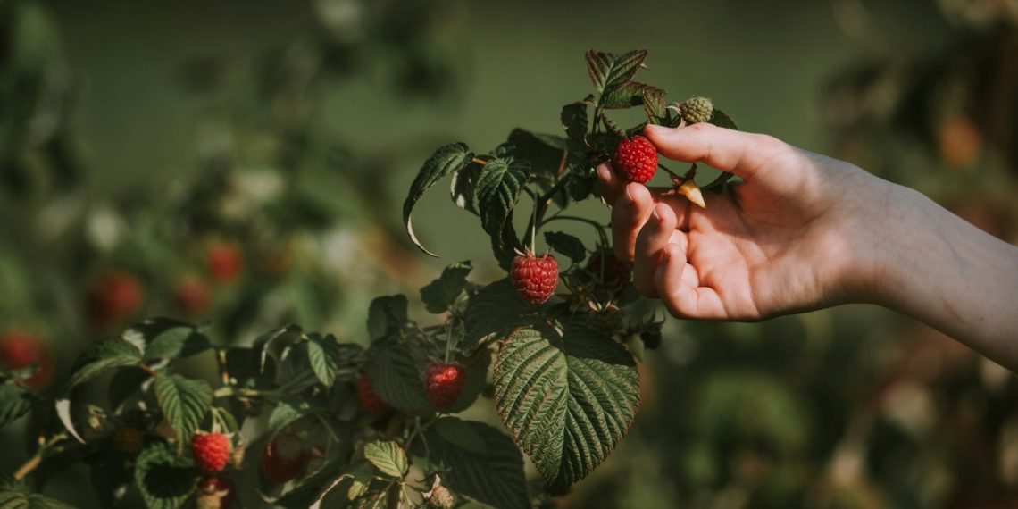 a hand holding a strawberry