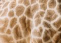 Detailed close-up of giraffe's skin showing unique pattern and texture of spots.