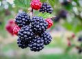 black and red berries in tilt shift lens