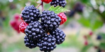 black and red berries in tilt shift lens
