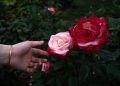 a person holding a rose