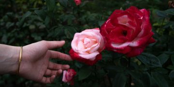 a person holding a rose