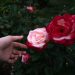 a person holding a rose