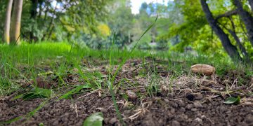 a small round object in the grass
