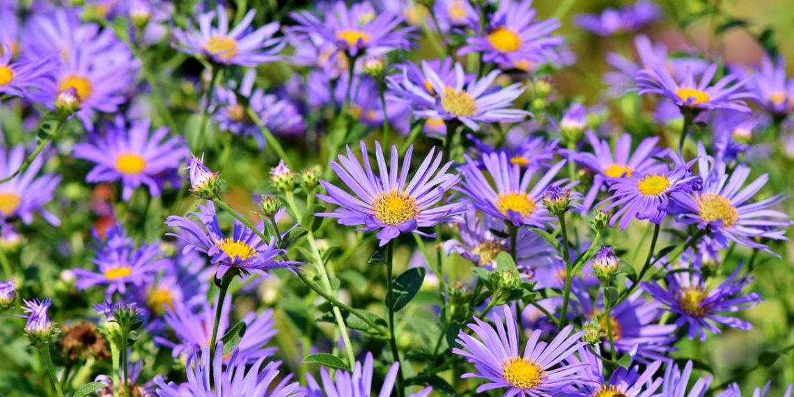 Чи потрібно обрізати айстри на зиму: що порадили досвідчені садівники