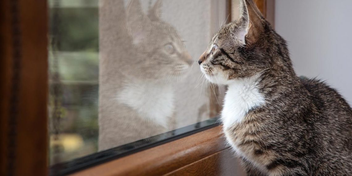 Звідки і коли в домівках людей з’явилися коти: учені приголомшили відкриттям