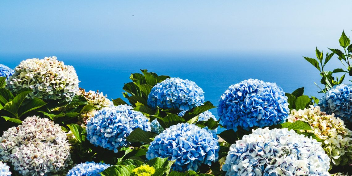 blue and yellow petaled flowers under blue sky