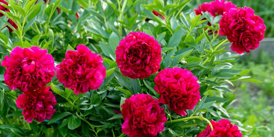 Чи потрібно обрізати півонії взимку: садівники порадили, як краще
