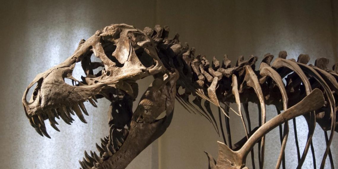 Учені виявили новий вид динозаврів, які жили близько 75 мільйонів років тому