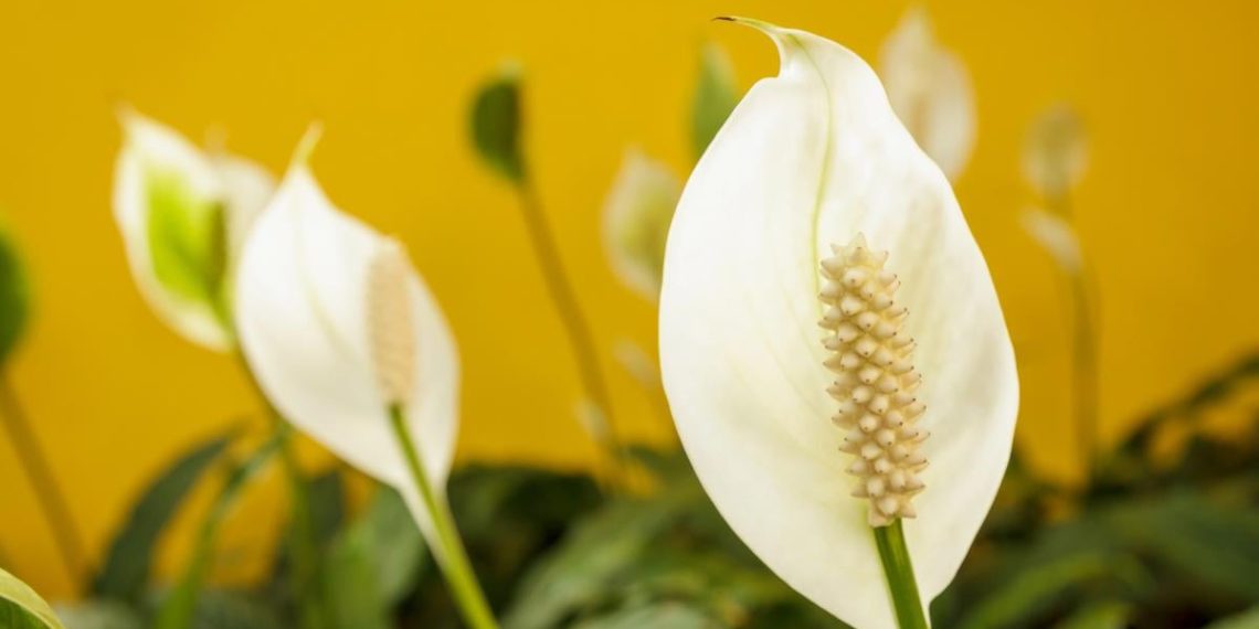 Експерти дали дієві поради, щоб спатифілум квітував навіть взимку