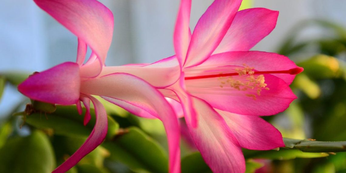 Садівник розкрив професійний секрет, який допоможе отримати квітучий різдвяник у Новий рік