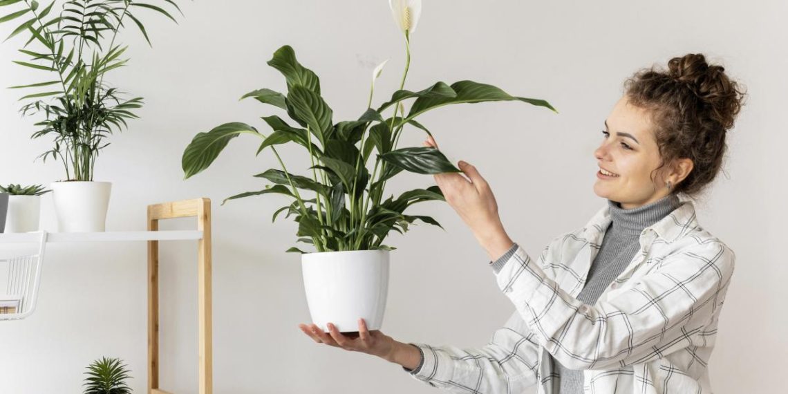 Спатифілум цвістиме і ростиме роками: як і коли його правильно пересаджувати