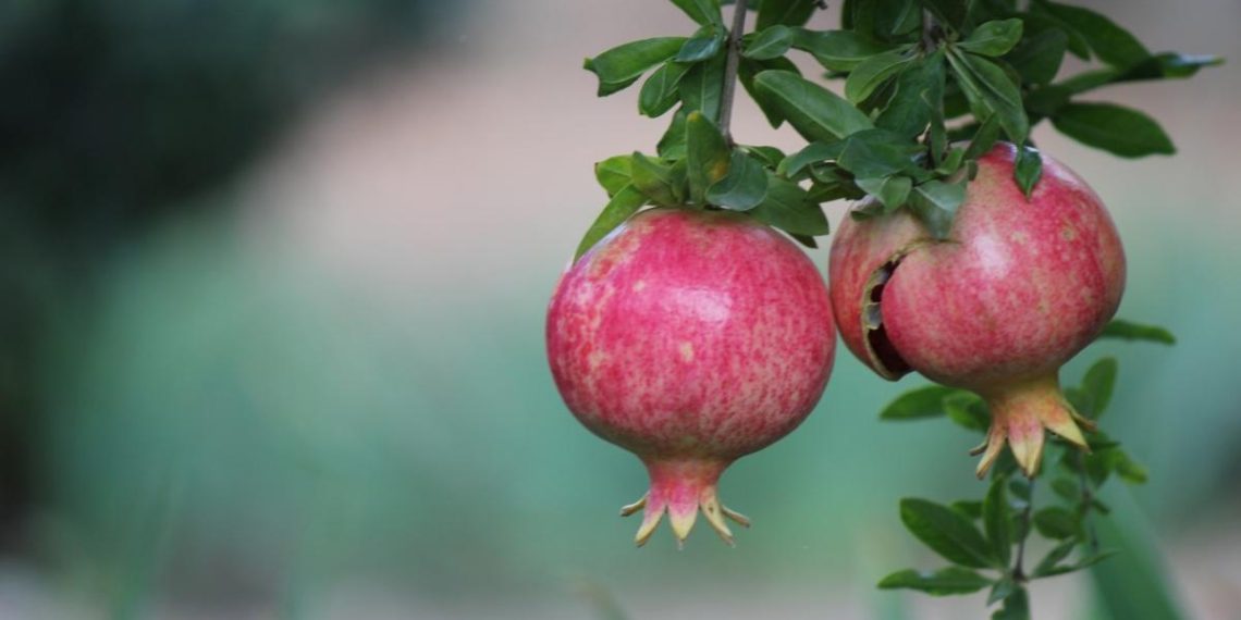 Які фрутові дерева можна вирощувати в приміщенні: садівники назвали 9 варіантів