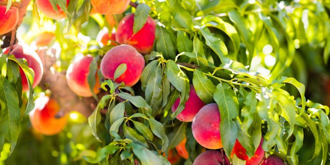 Експерт назвав три помилки, яких треба уникнути, готуючи персикові дерева до зими