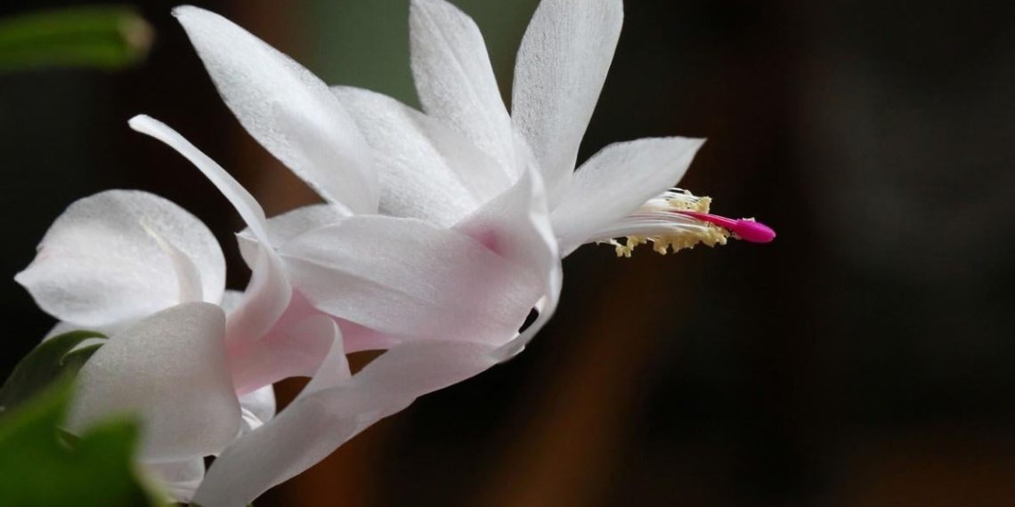 Як уникнути помилок у догляді за різдвяником: усі секрети правильного поливу